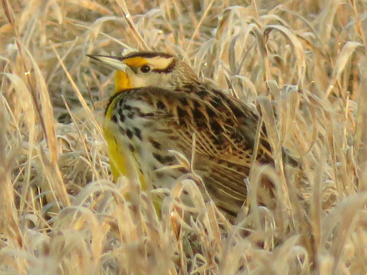 Eastern Meadowlark - ML431457171