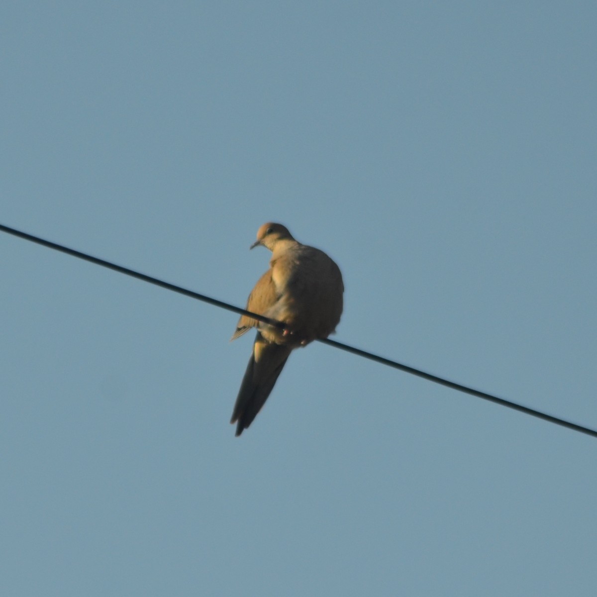 Mourning Dove - ML431457631