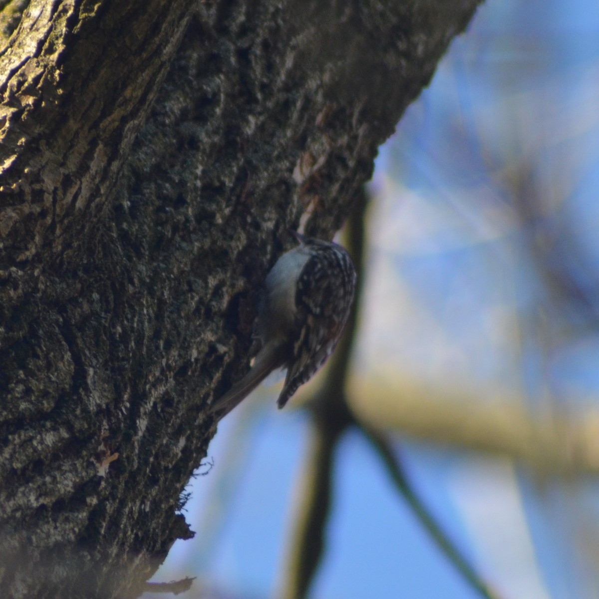 Brown Creeper - ML431457751