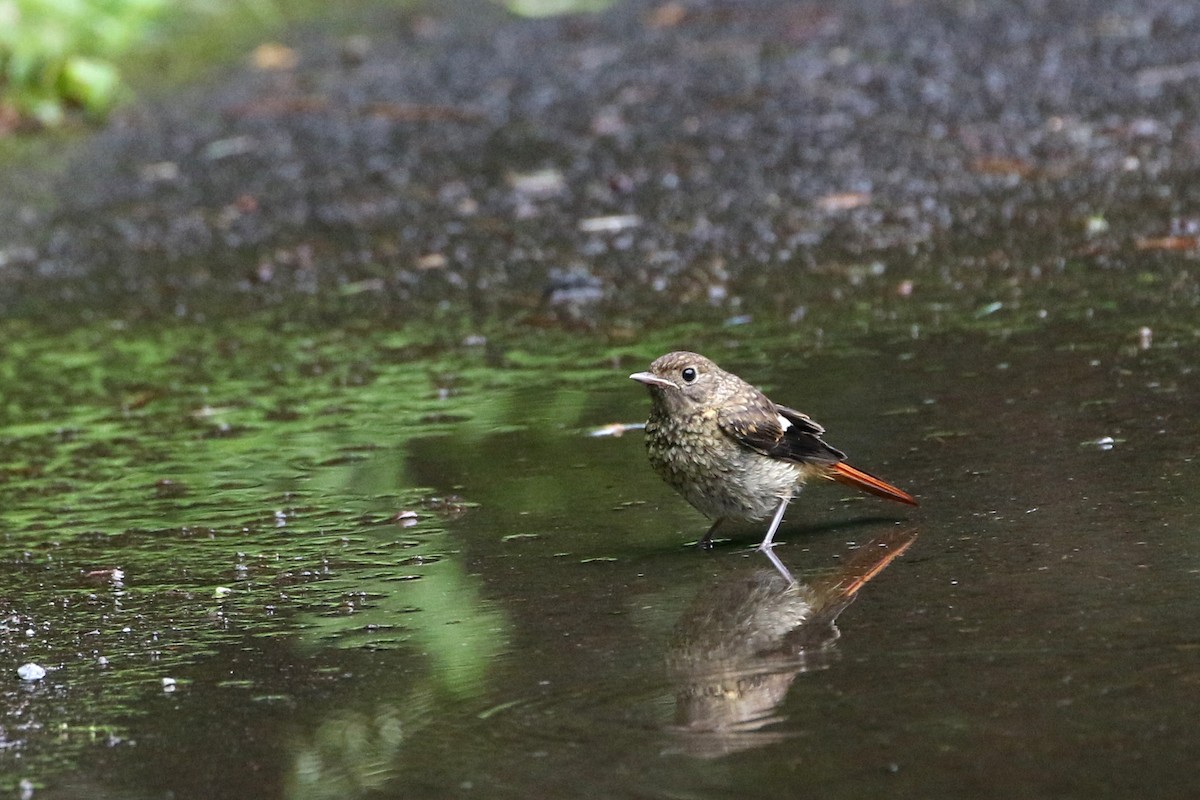 Daurian Redstart - ML431458001