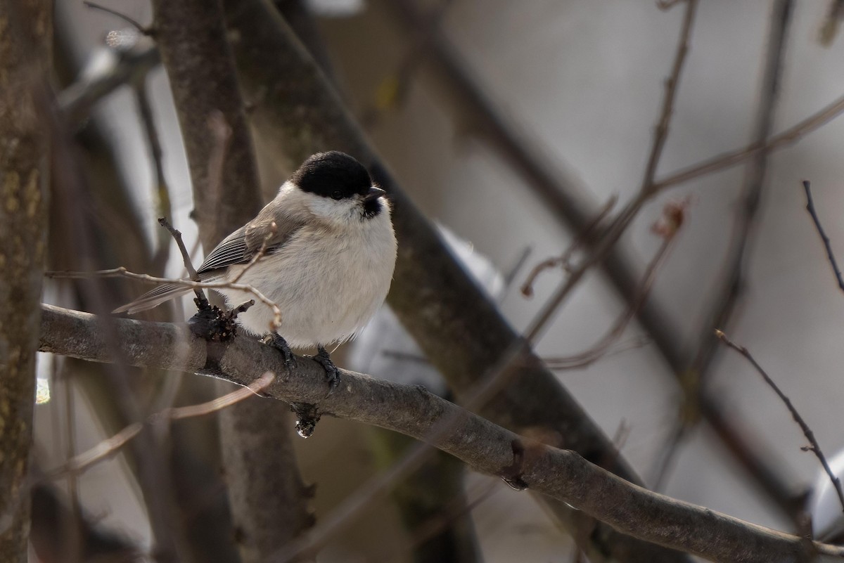 Marsh Tit - ML431458031