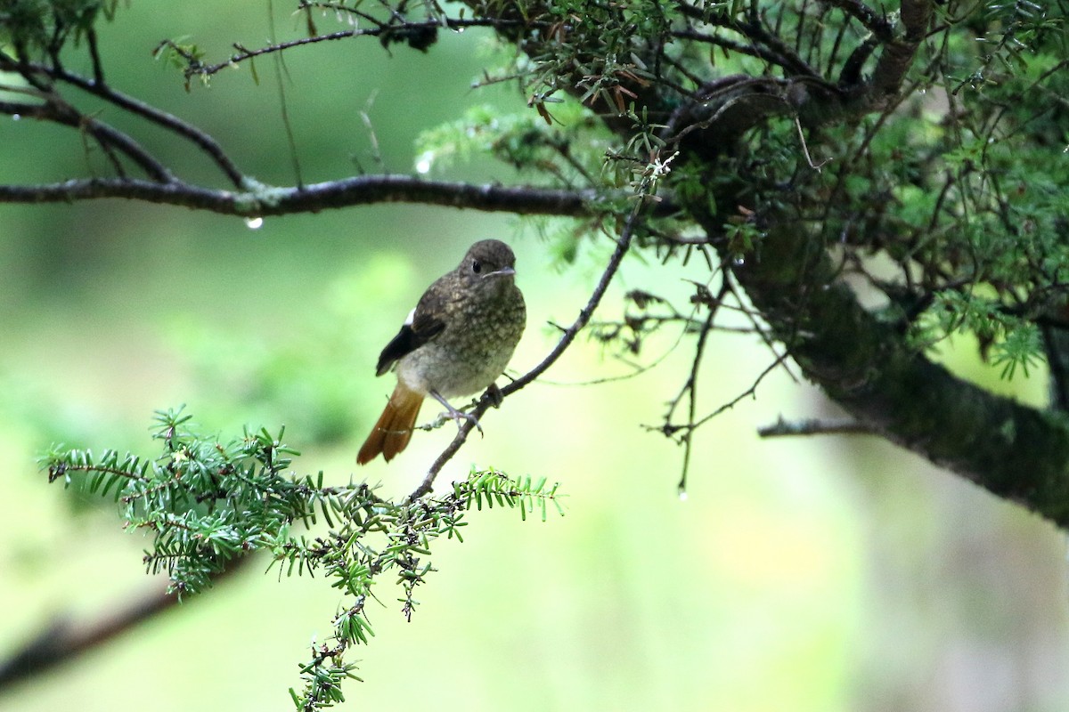 Daurian Redstart - ML431458071