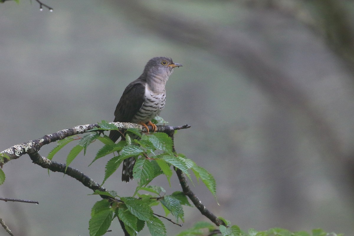 Lesser Cuckoo - Atsushi Shimazaki