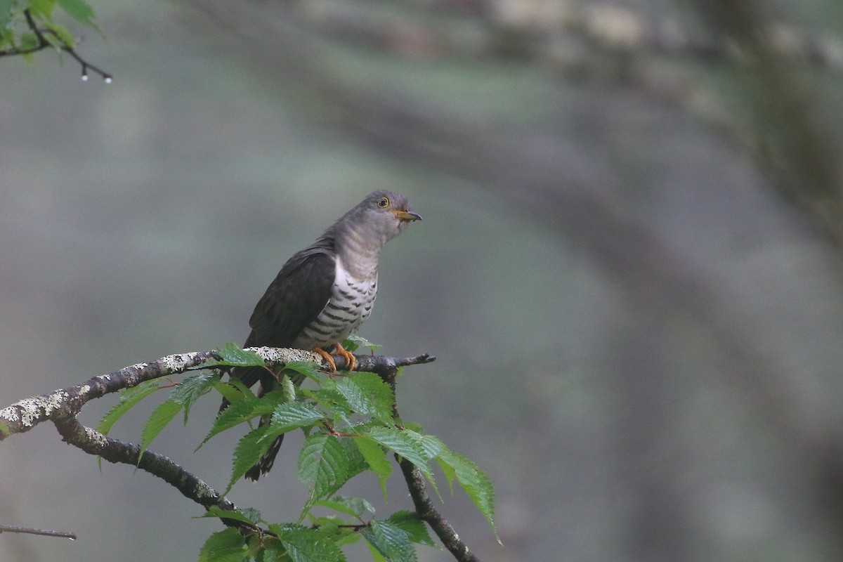 Lesser Cuckoo - ML431458971