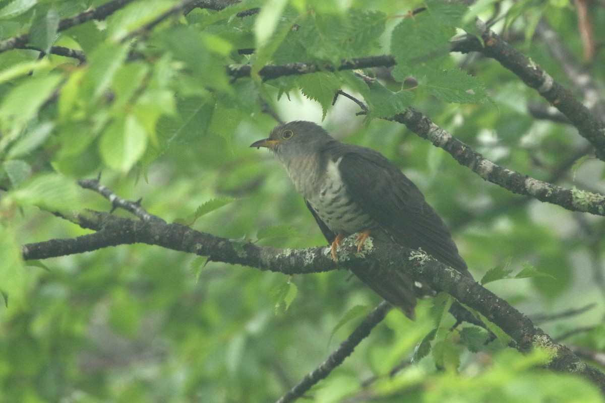 Lesser Cuckoo - Atsushi Shimazaki