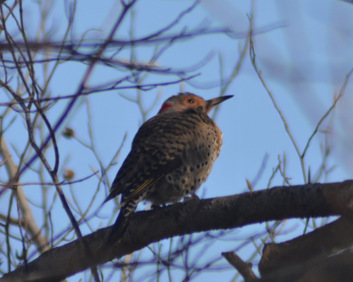 Northern Flicker - ML431459421