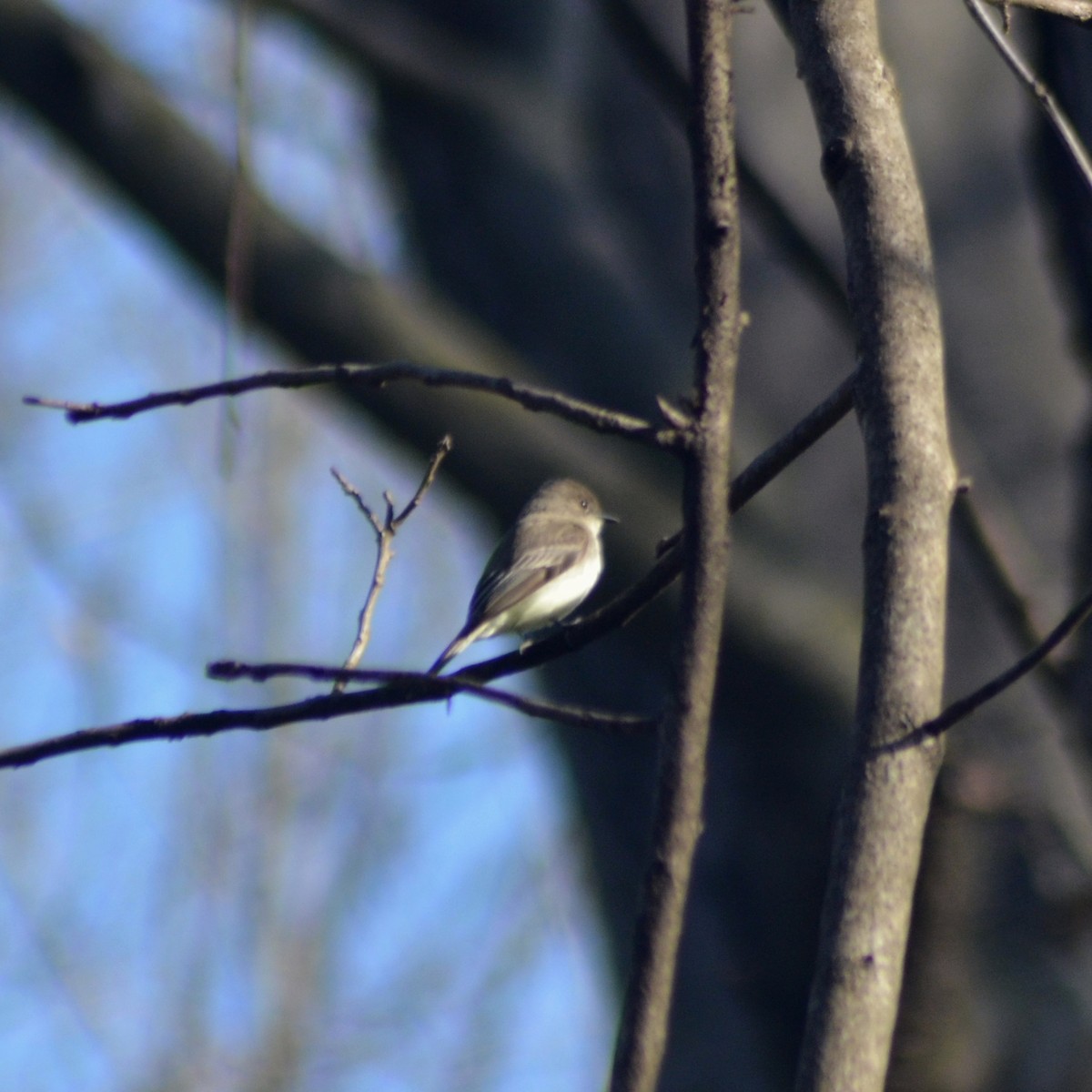 Eastern Phoebe - ML431459491