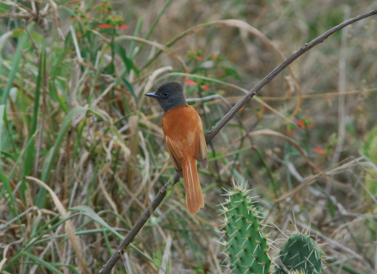 African Paradise-Flycatcher - ML431460451