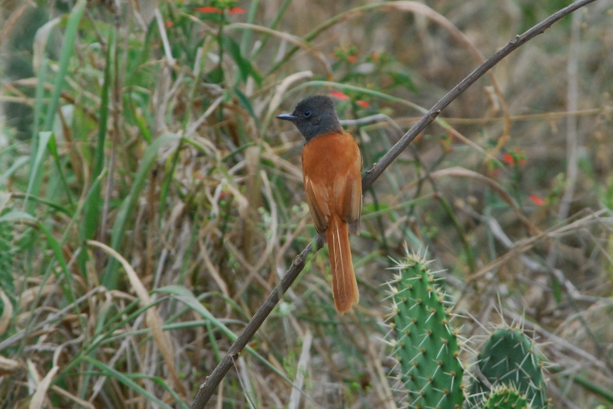 African Paradise-Flycatcher - Christoph Randler