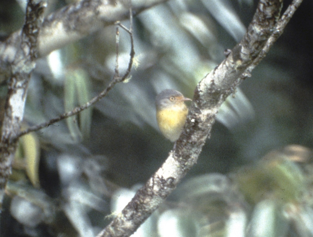 Tepui Vireo - ML43146111