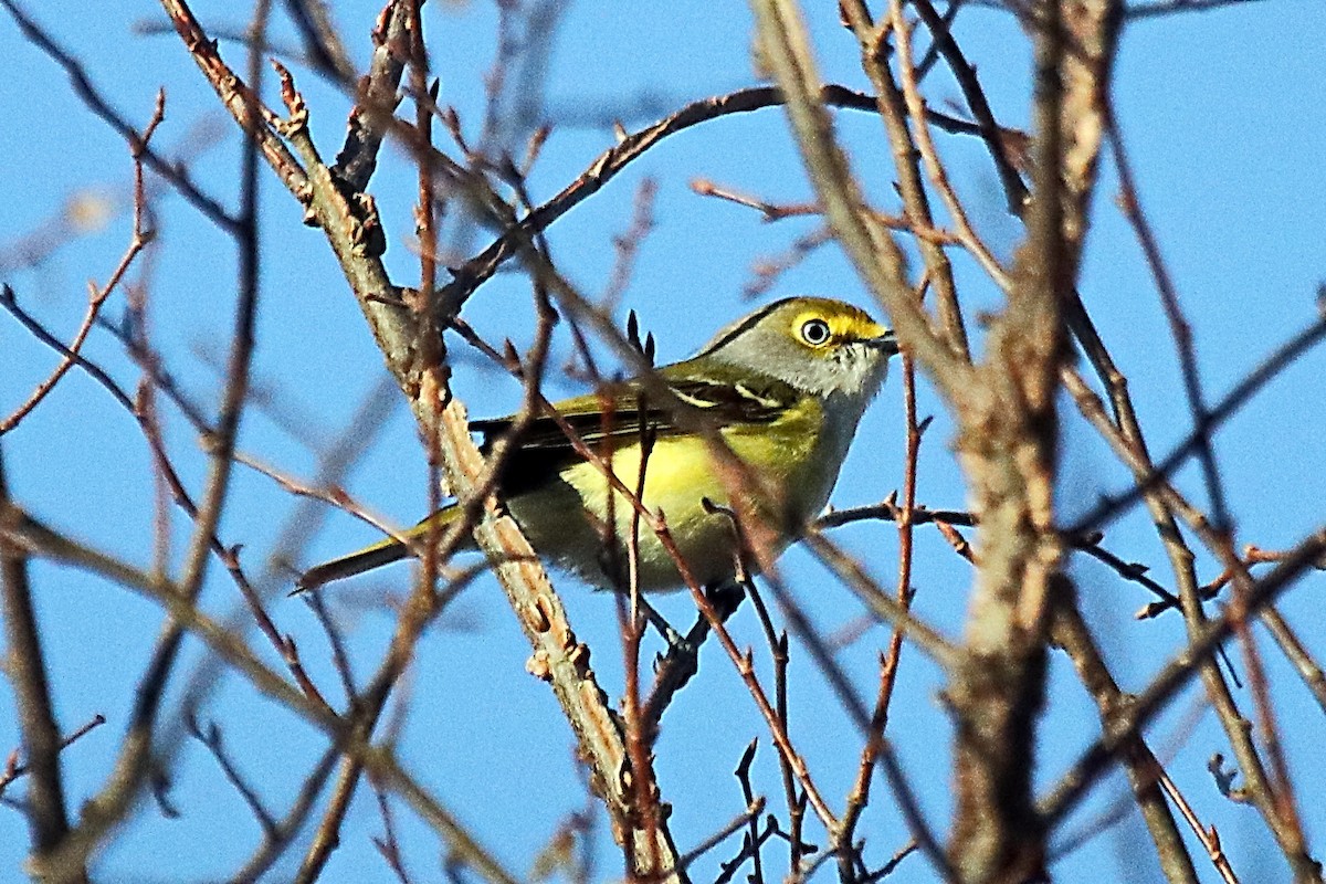 Viréo aux yeux blancs - ML431461741