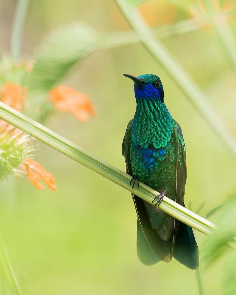 kolibřík modrolící - ML431461921