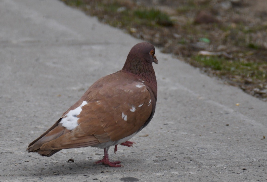 Хөхвөр тагтаа (суурин газрын) - ML431463331