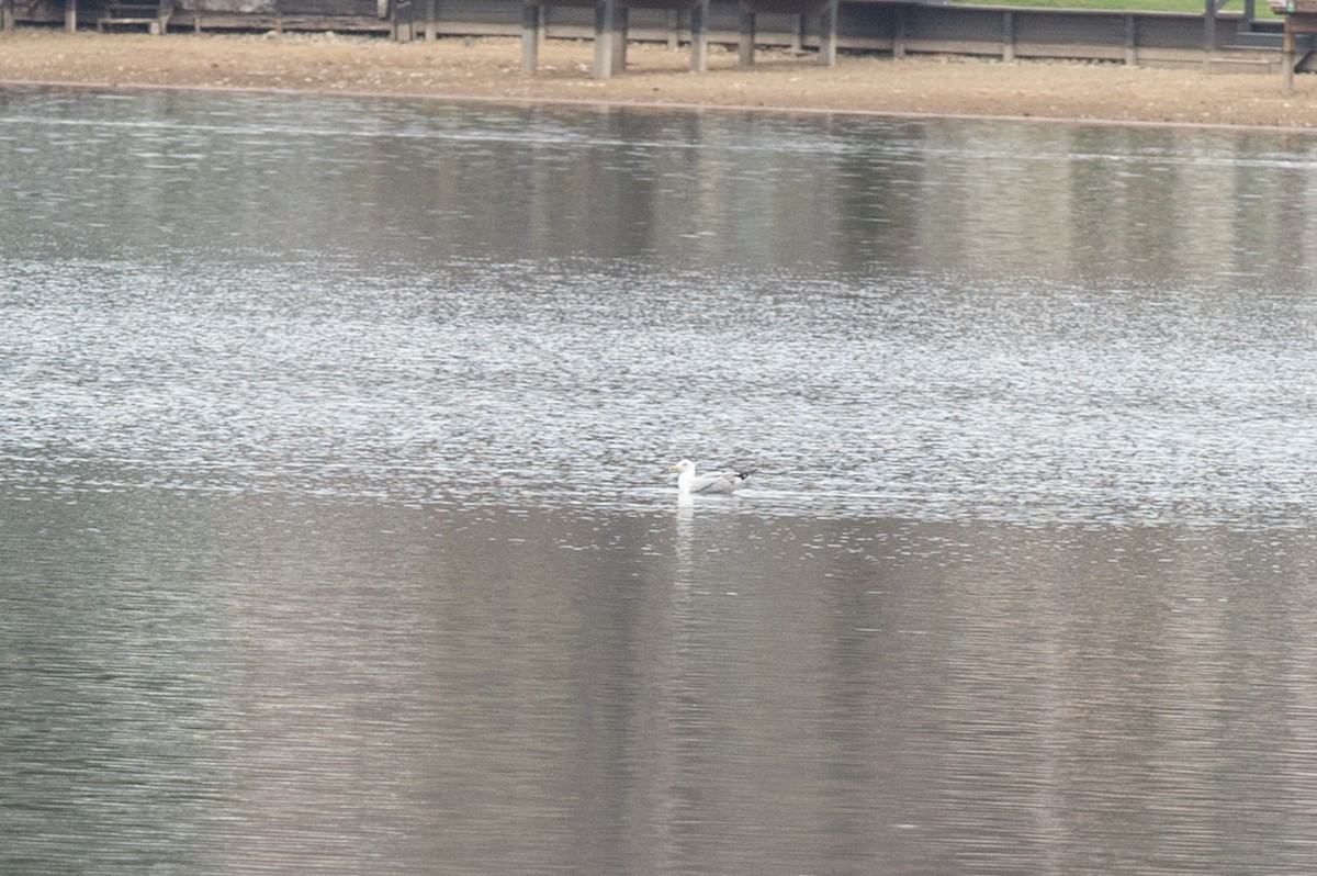 Ring-billed Gull - ML431464211