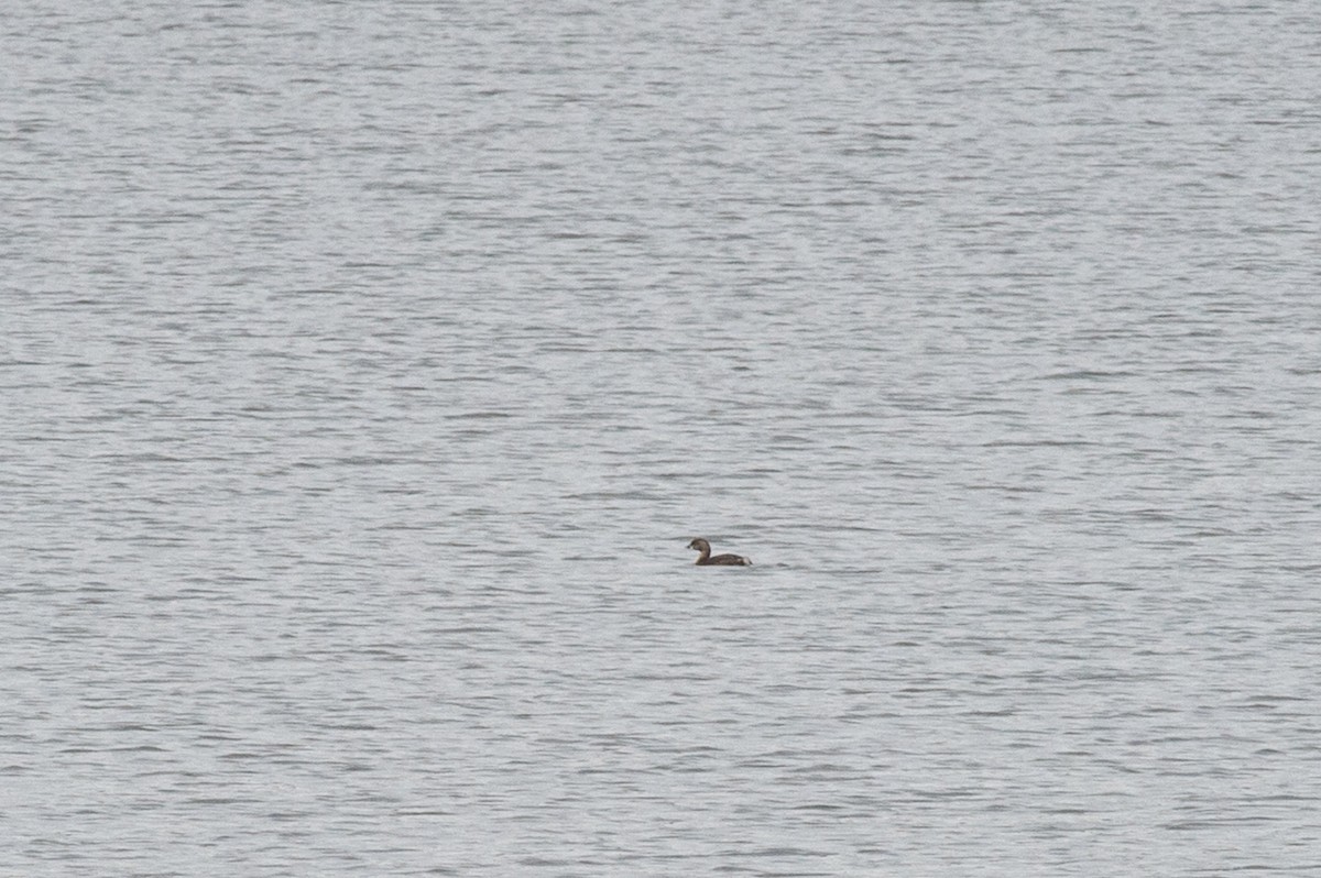 Pied-billed Grebe - ML431464271