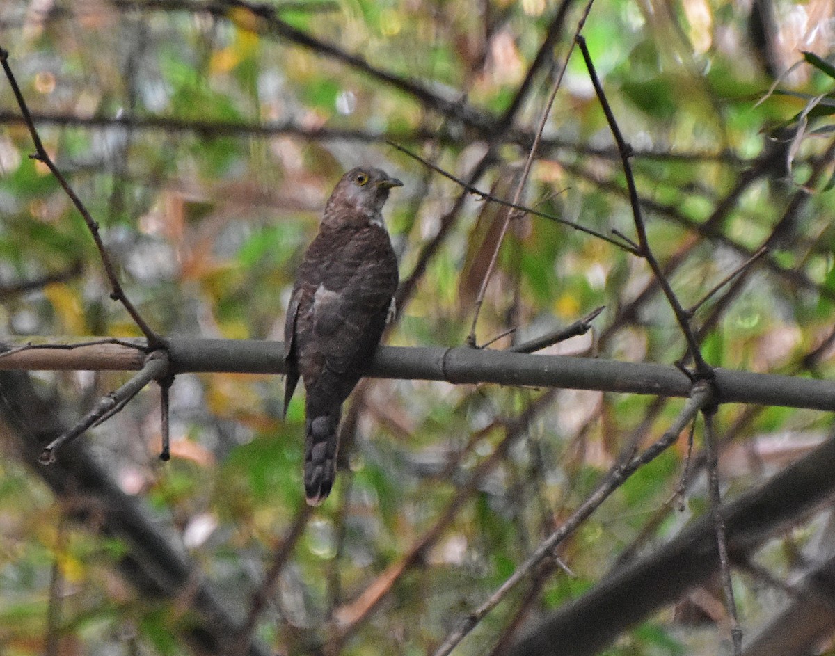 Common Hawk-Cuckoo - asim hazra
