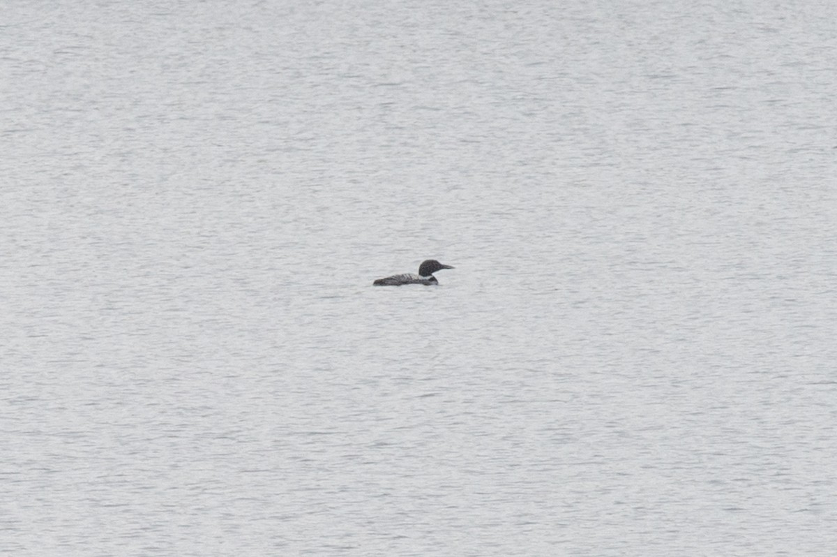 Common Loon - ML431464591