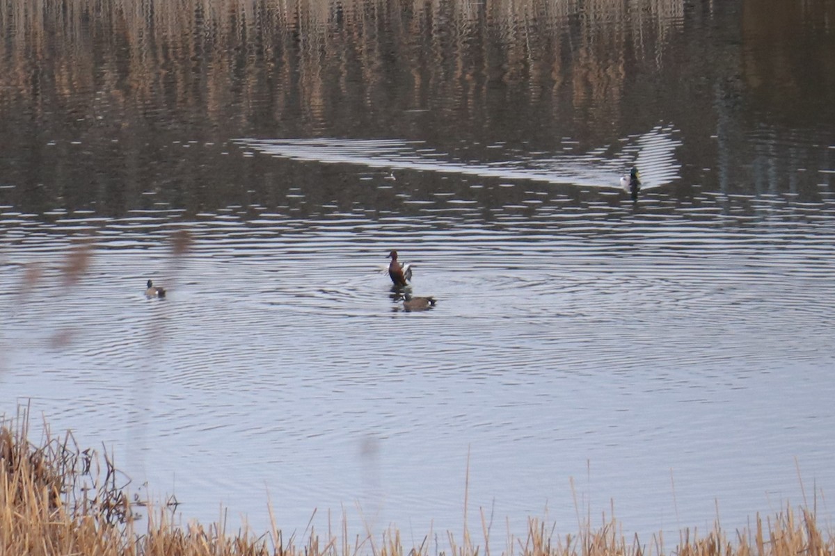 Cinnamon Teal - ML431464681