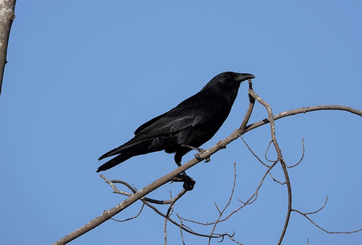 Fish Crow - ML431466301