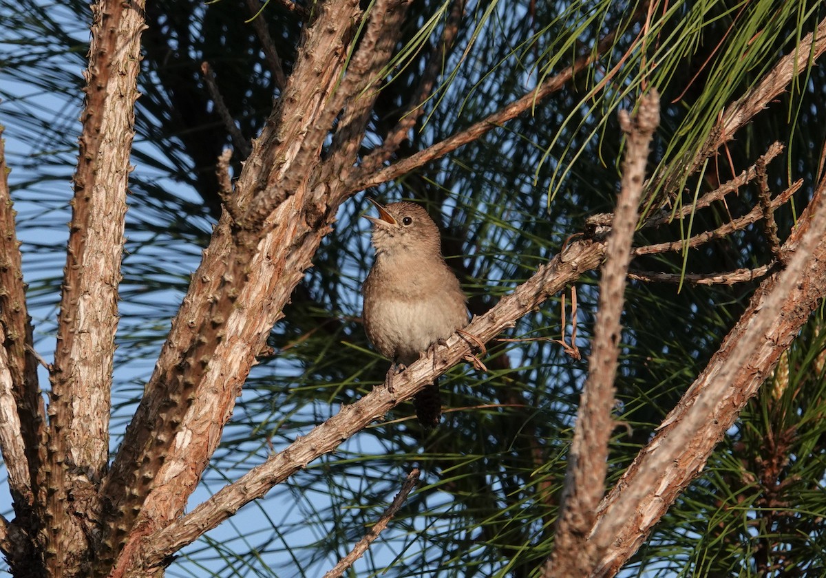 Northern House Wren - ML431466401