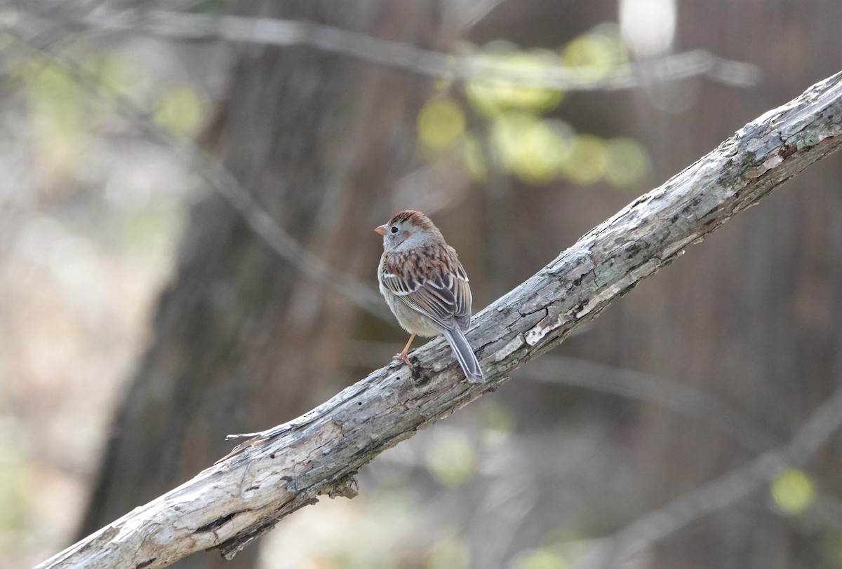 Field Sparrow - ML431466721