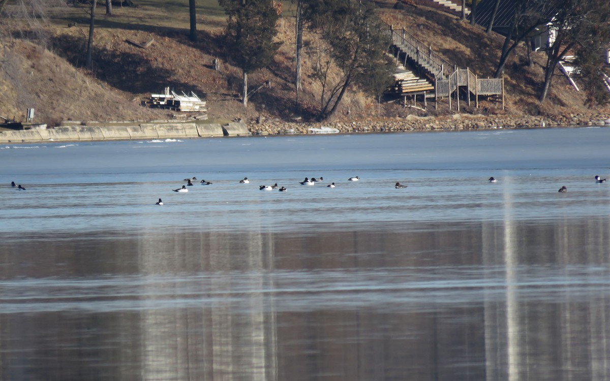 Common Goldeneye - ML431467971