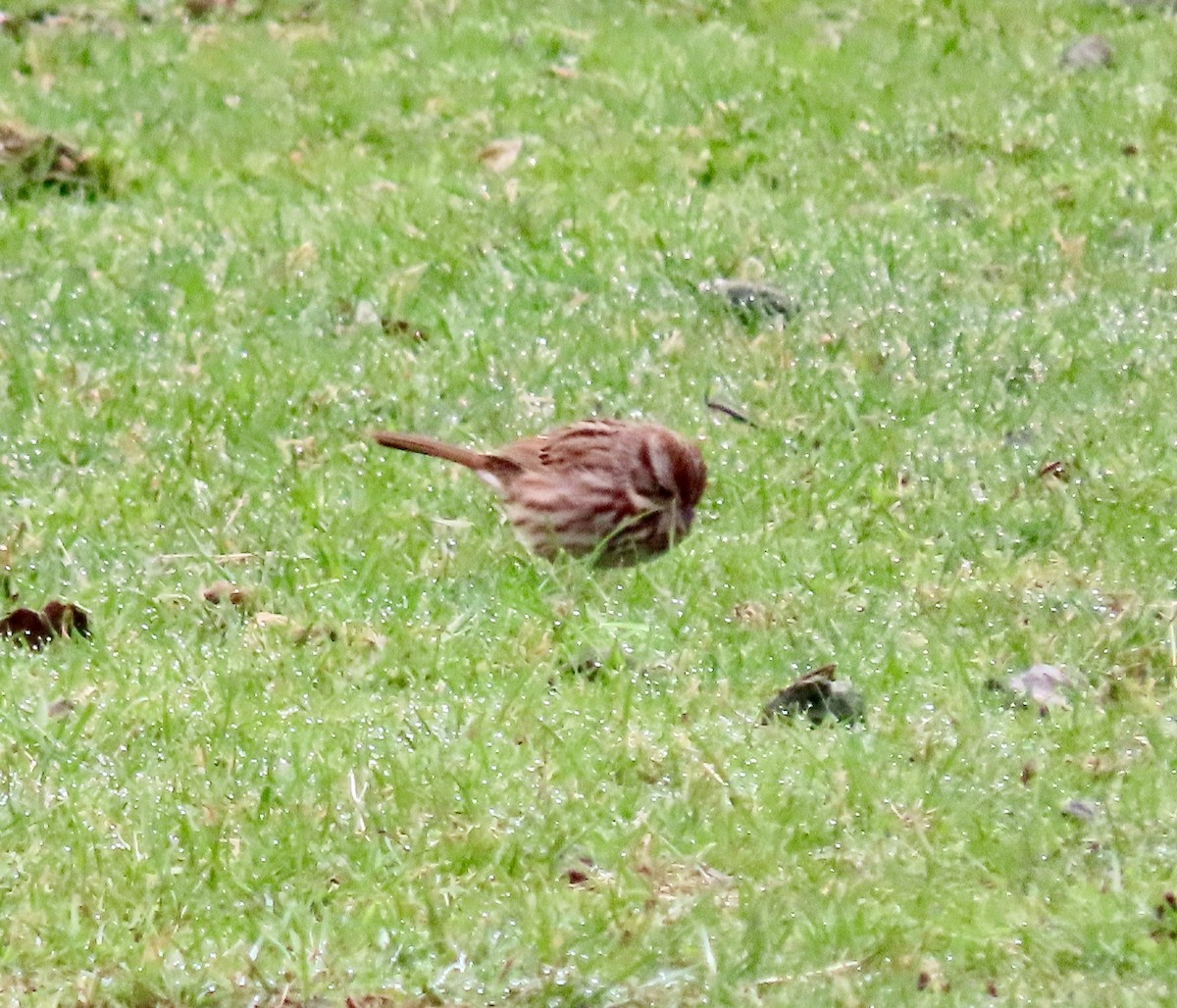 Song Sparrow - ML431468121