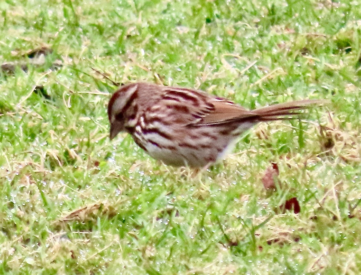 Song Sparrow - ML431468161