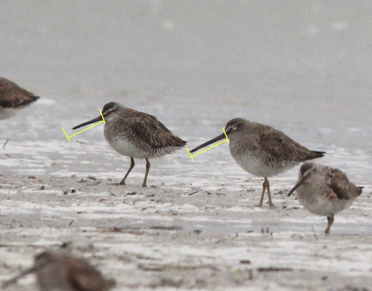 Long-billed Dowitcher - Ralph Perrine