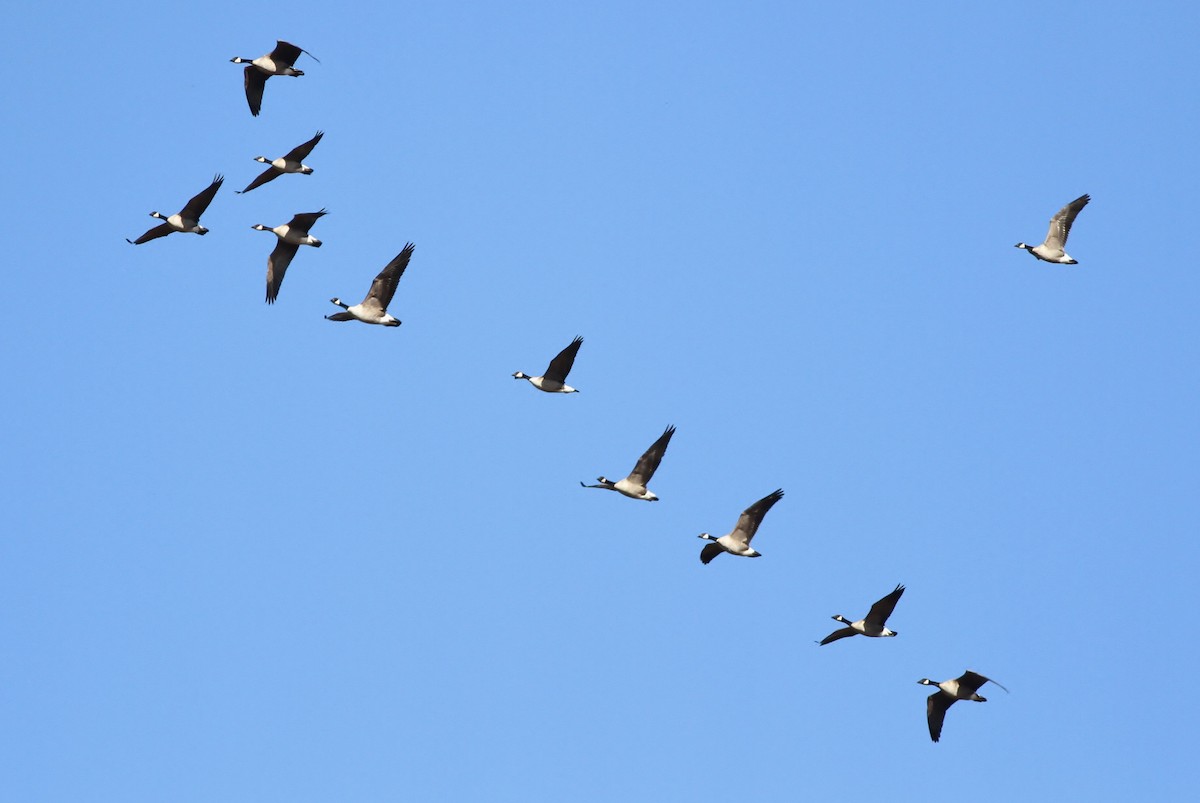 Cackling Goose (Richardson's) - ML43147011