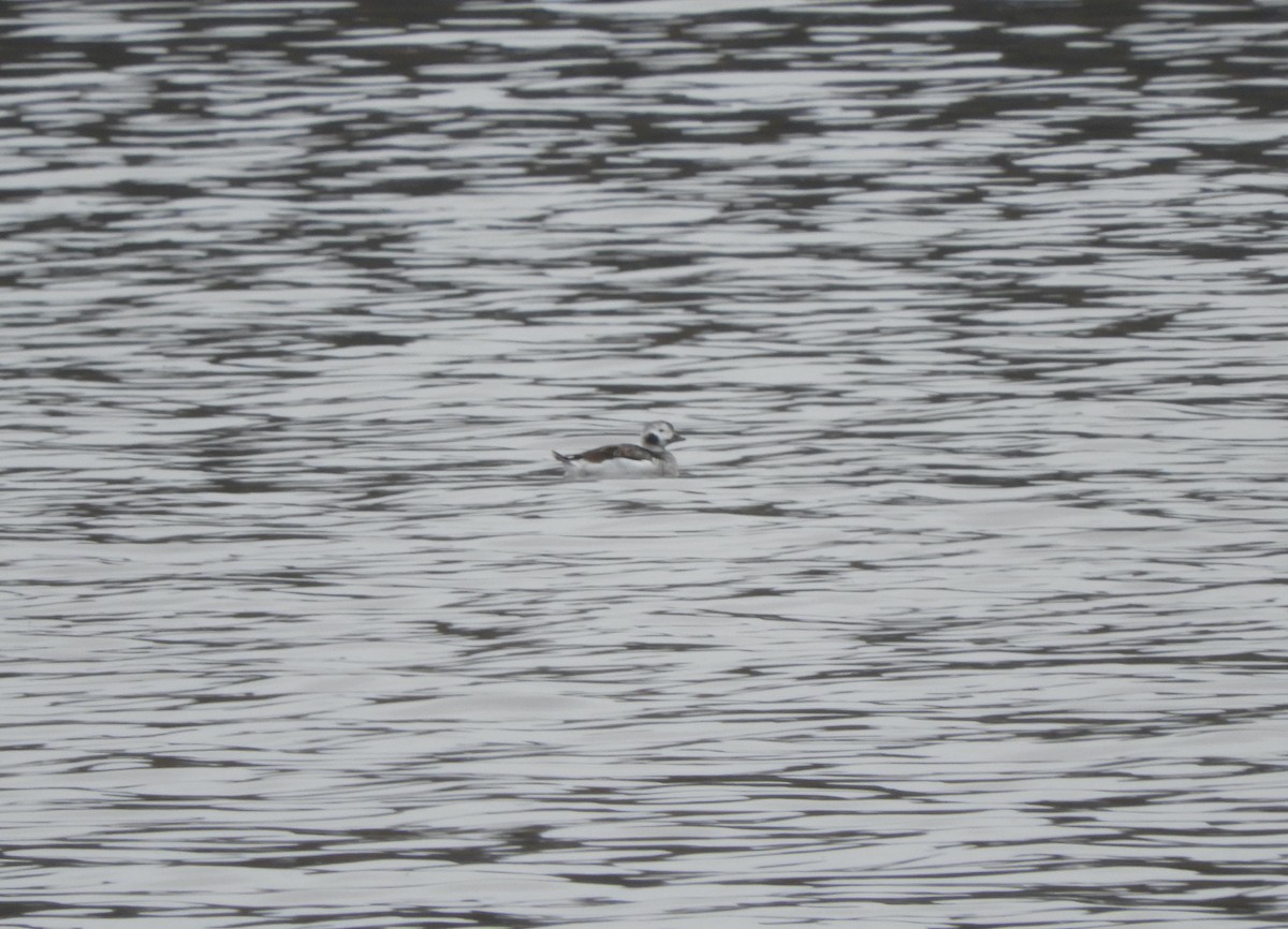 Long-tailed Duck - ML431470131