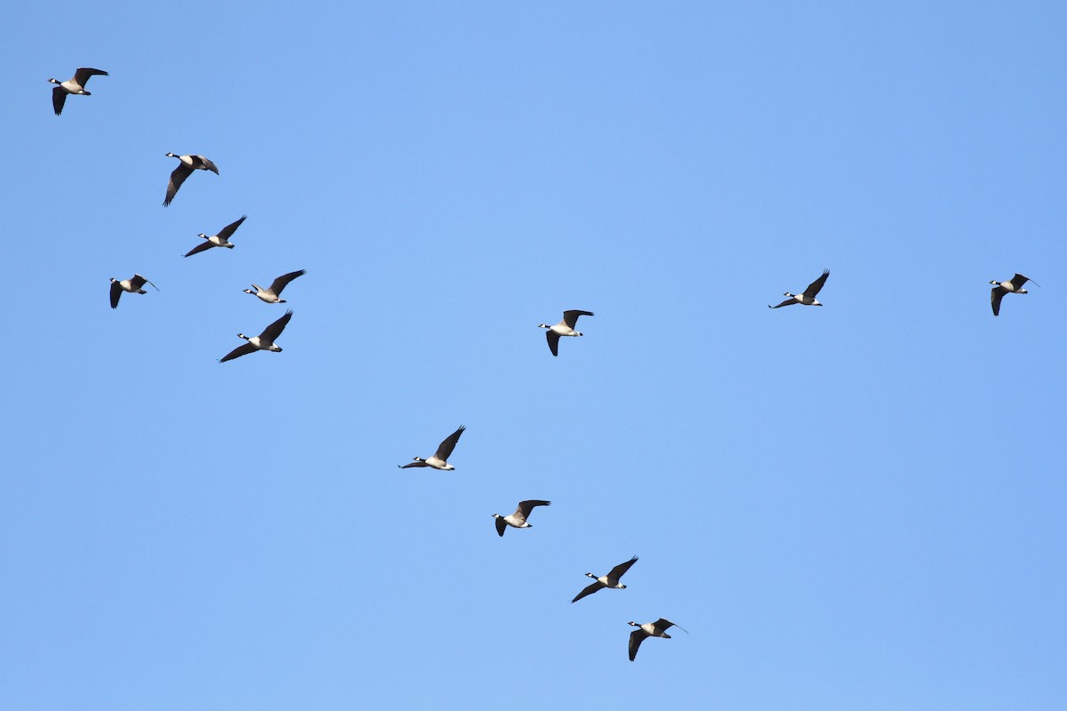 Cackling Goose (Richardson's) - ML43147021