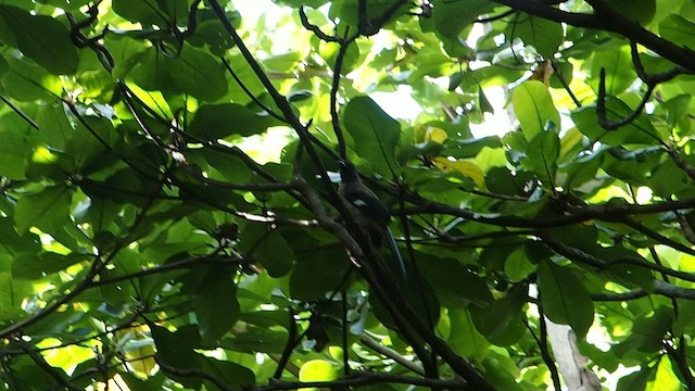 Gray Treepie - ML431472081