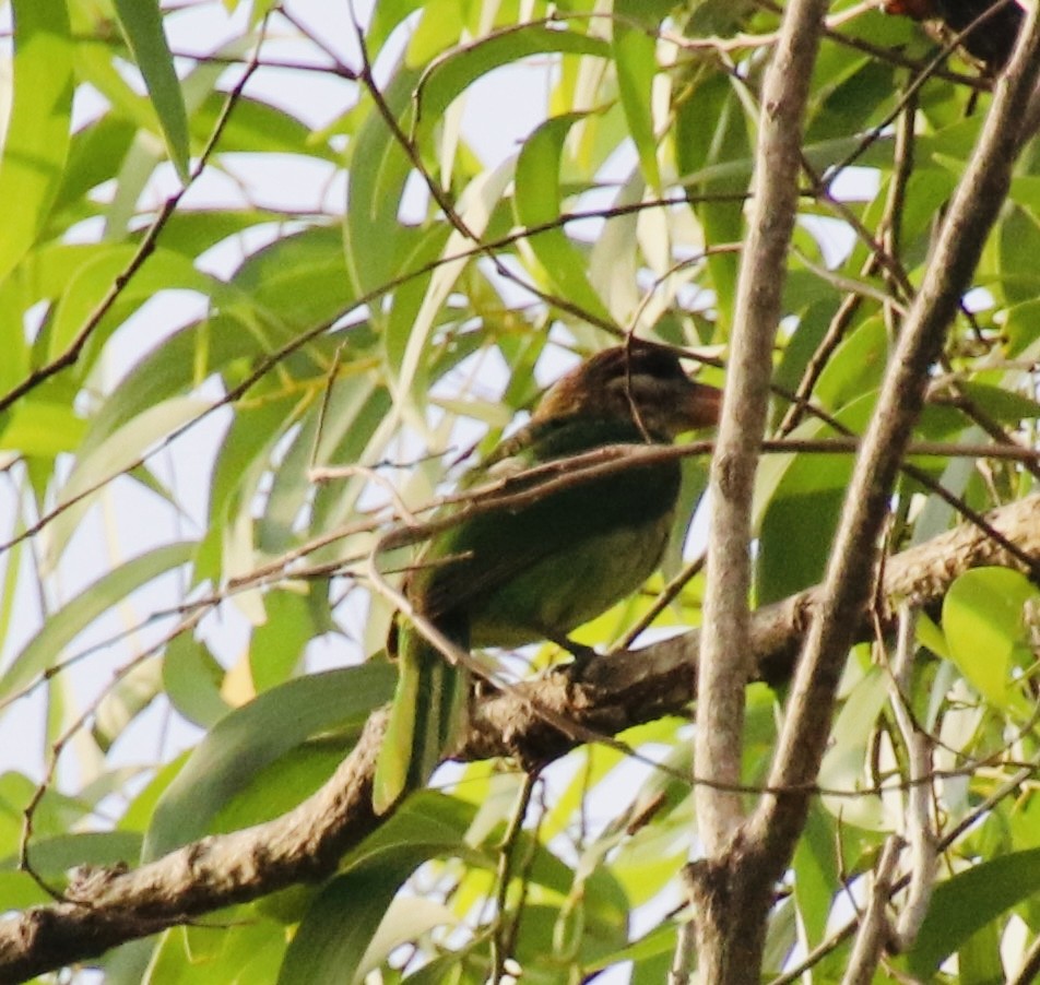 White-cheeked Barbet - ML431473551