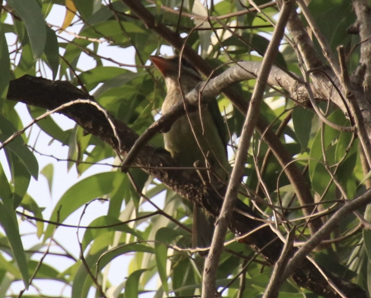 White-cheeked Barbet - ML431473561