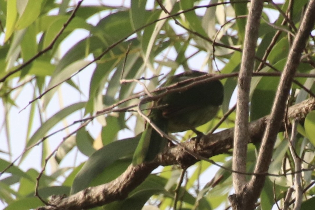 White-cheeked Barbet - ML431473571