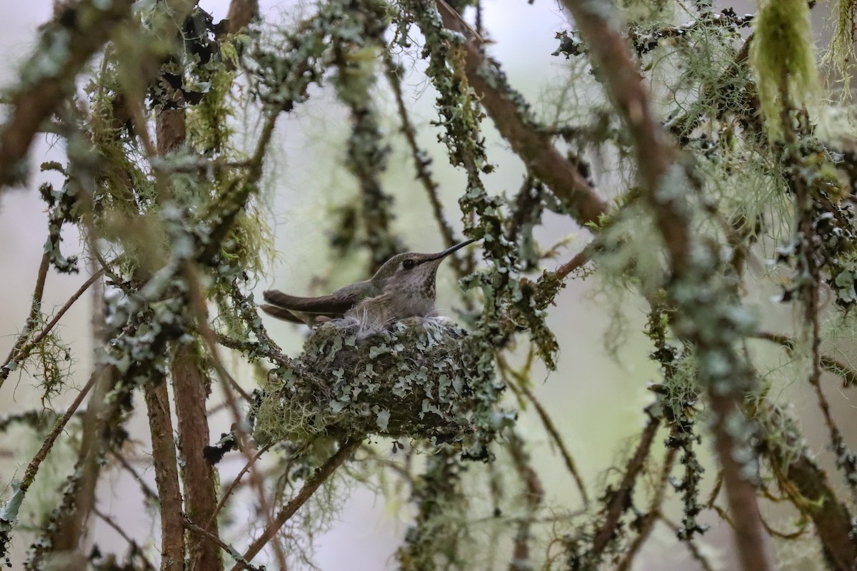 Anna's Hummingbird - Jen Sanford