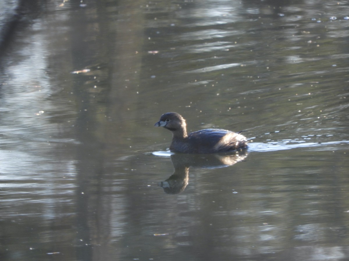 Pied-billed Grebe - ML431474991