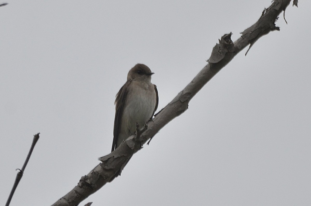 Northern Rough-winged Swallow - ML431475681