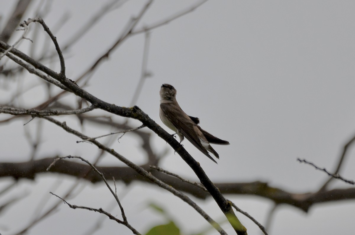 Northern Rough-winged Swallow - ML431475701