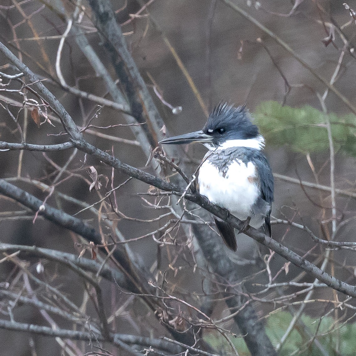 Belted Kingfisher - ML431475731