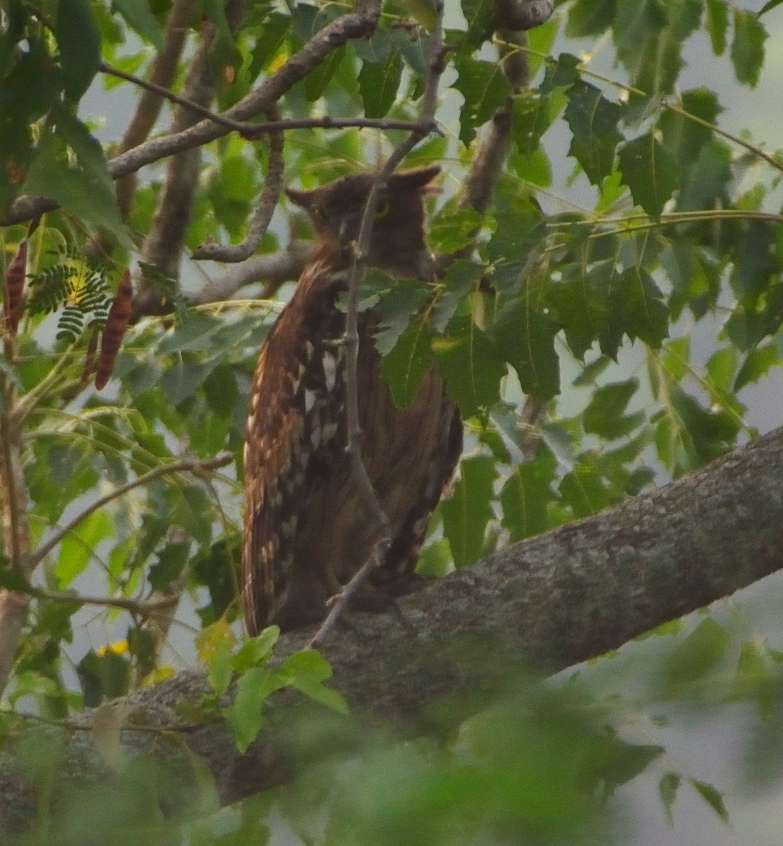 Brown Fish-Owl - Bala Natarajan