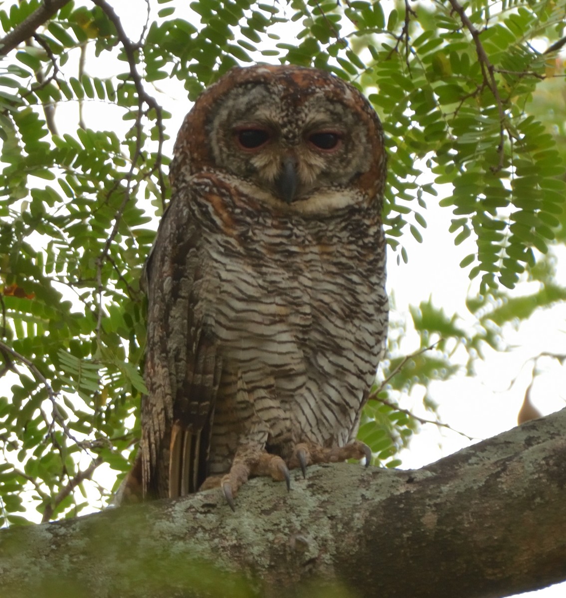 Cárabo Ocelado - ML431476111