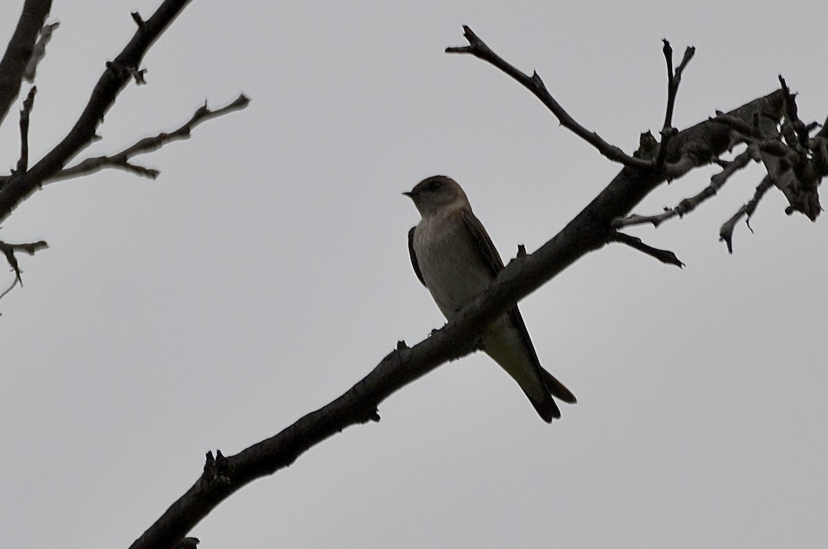 Northern Rough-winged Swallow - ML431476471