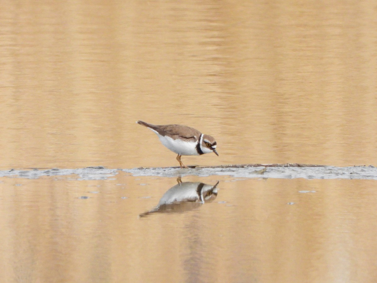 Little Ringed Plover - ML431477131