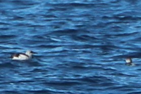 Black Guillemot - ML431477521