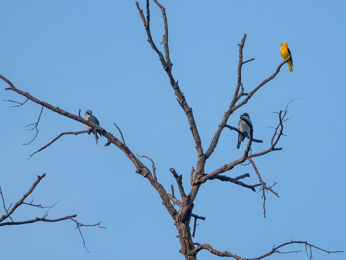 Large Cuckooshrike - Mike Prince