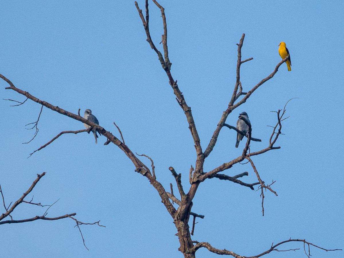 Indian Golden Oriole - ML43147901