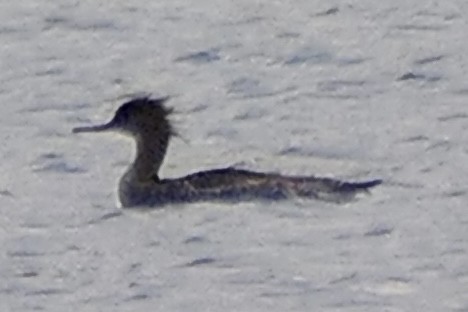 Red-breasted Merganser - ML431480941