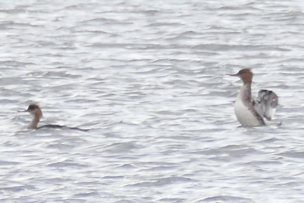 Red-breasted Merganser - ML431480971